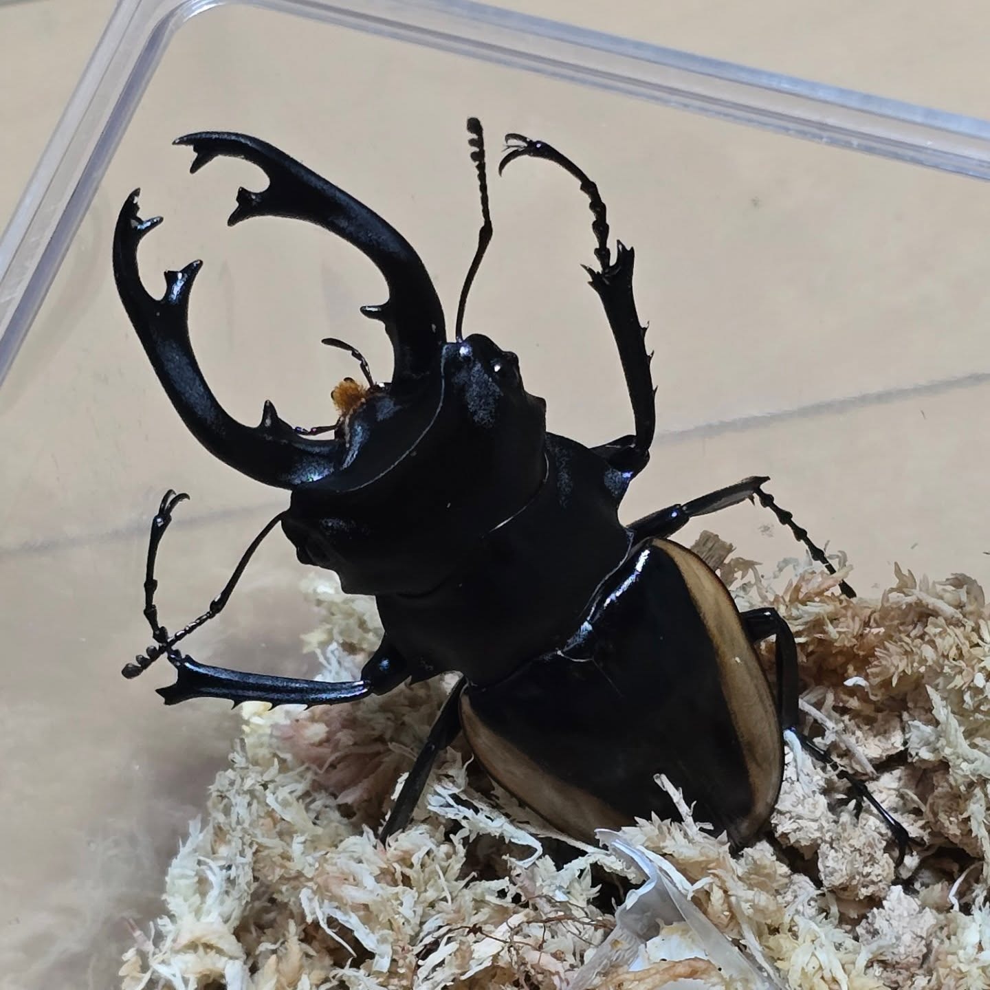 クワガタの画像