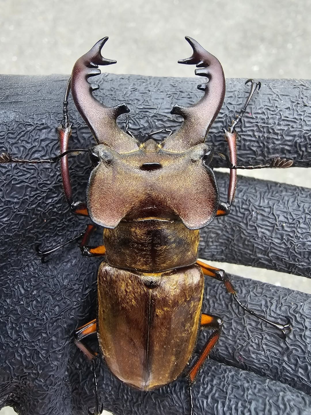 ミヤマクワガタの画像