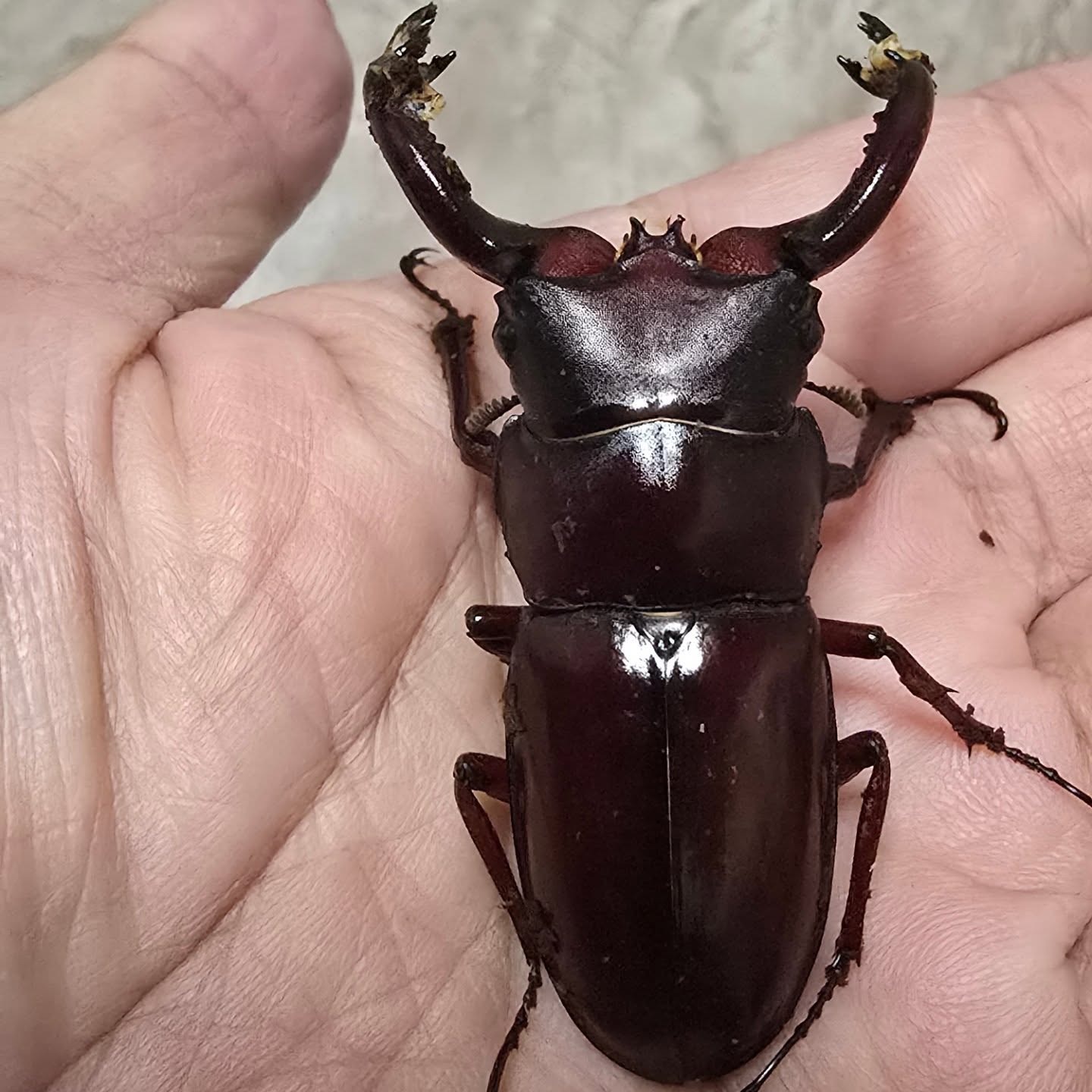 キヨタミの画像