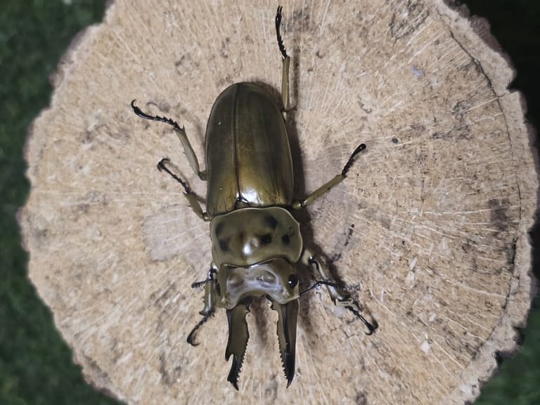 カブトムシとクワガタムシ