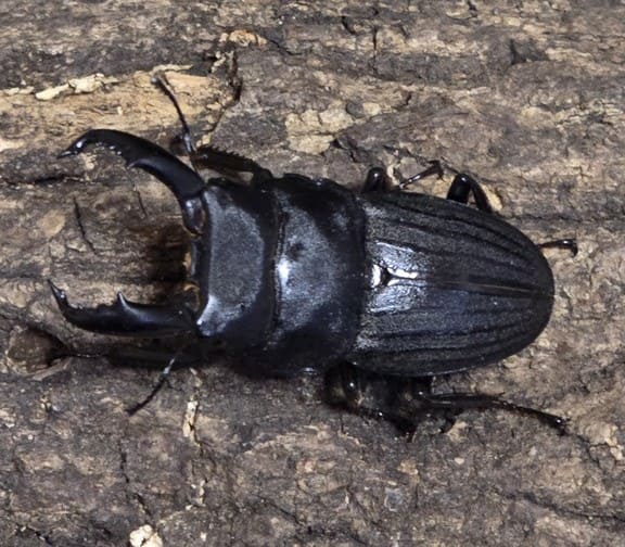 クワガタムシ
