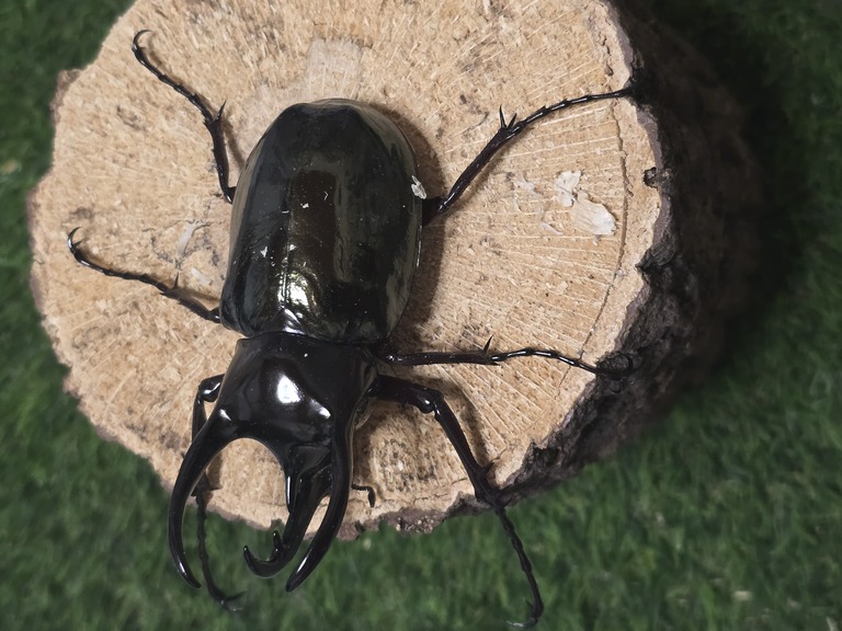 カブトムシとクワガタムシ