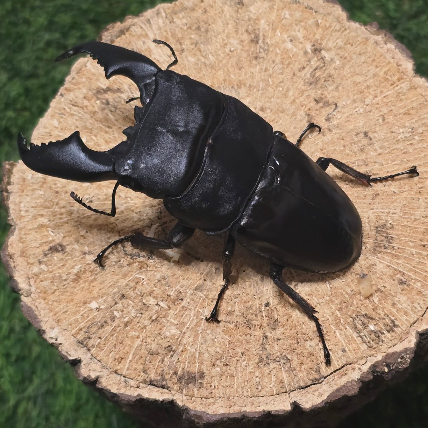 クワガタの画像