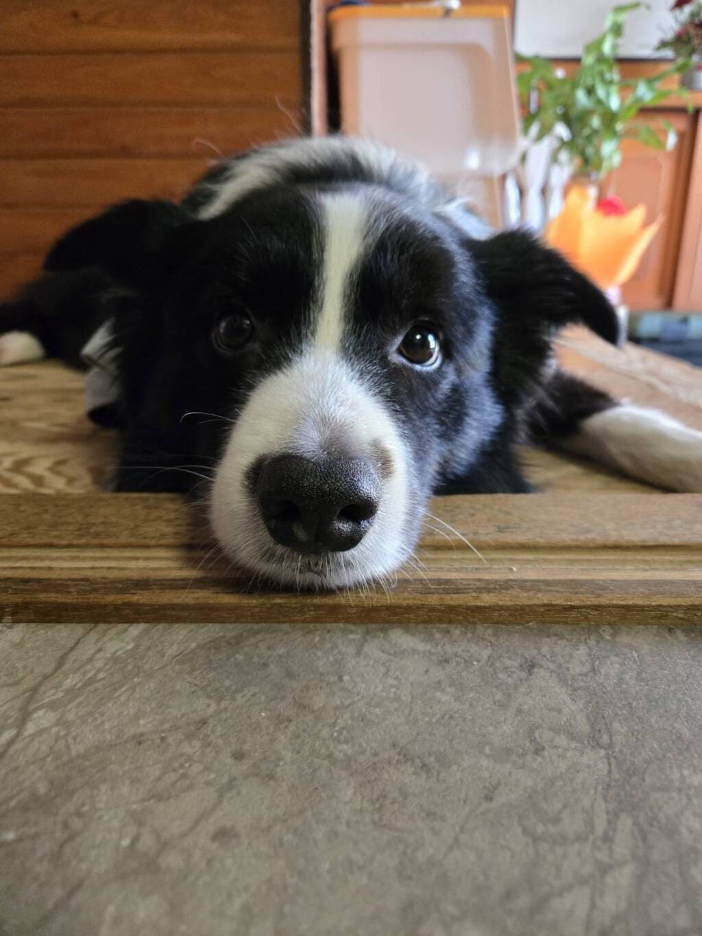 看板犬 虹丸クンの画像